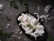 頂級澎湖野生花枝切片