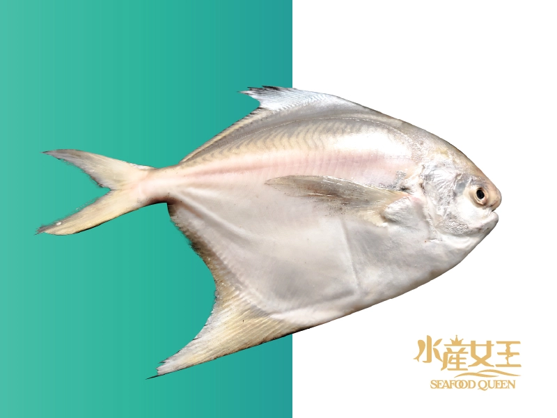 印度鮮凍大白鯧