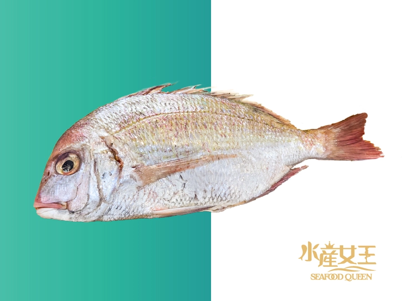 鮮凍嘉鱲魚